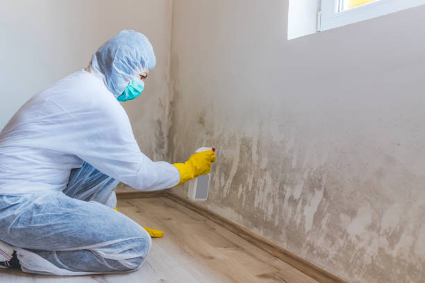 Licensed Mold Remediation service in Georgetown, MA - 24 Hour Mold Removal