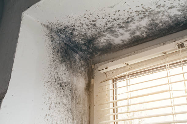 Affordable Mold Remediation solutions in Georgetown, MA