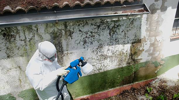 Top rated local Mold Remediation specialists in Georgetown, MA